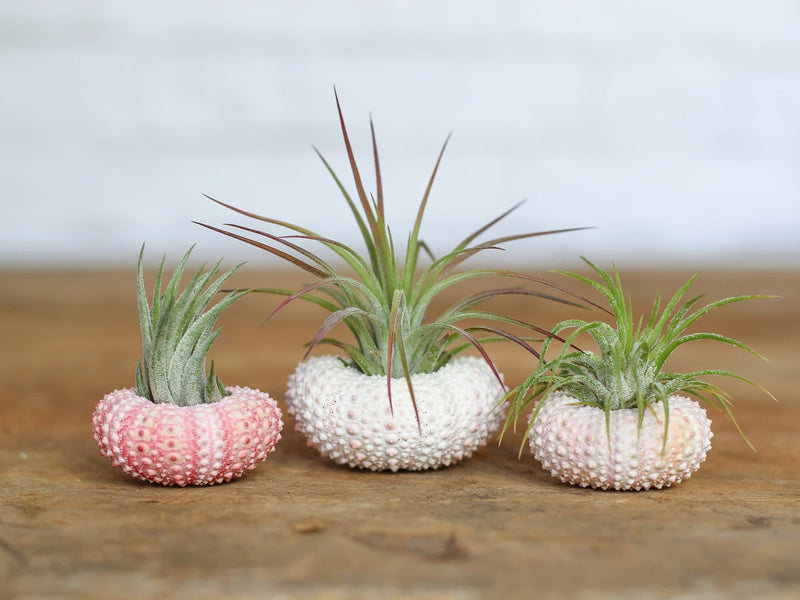 3 pink sea urchins with assorted tillandsia ionantha air plants