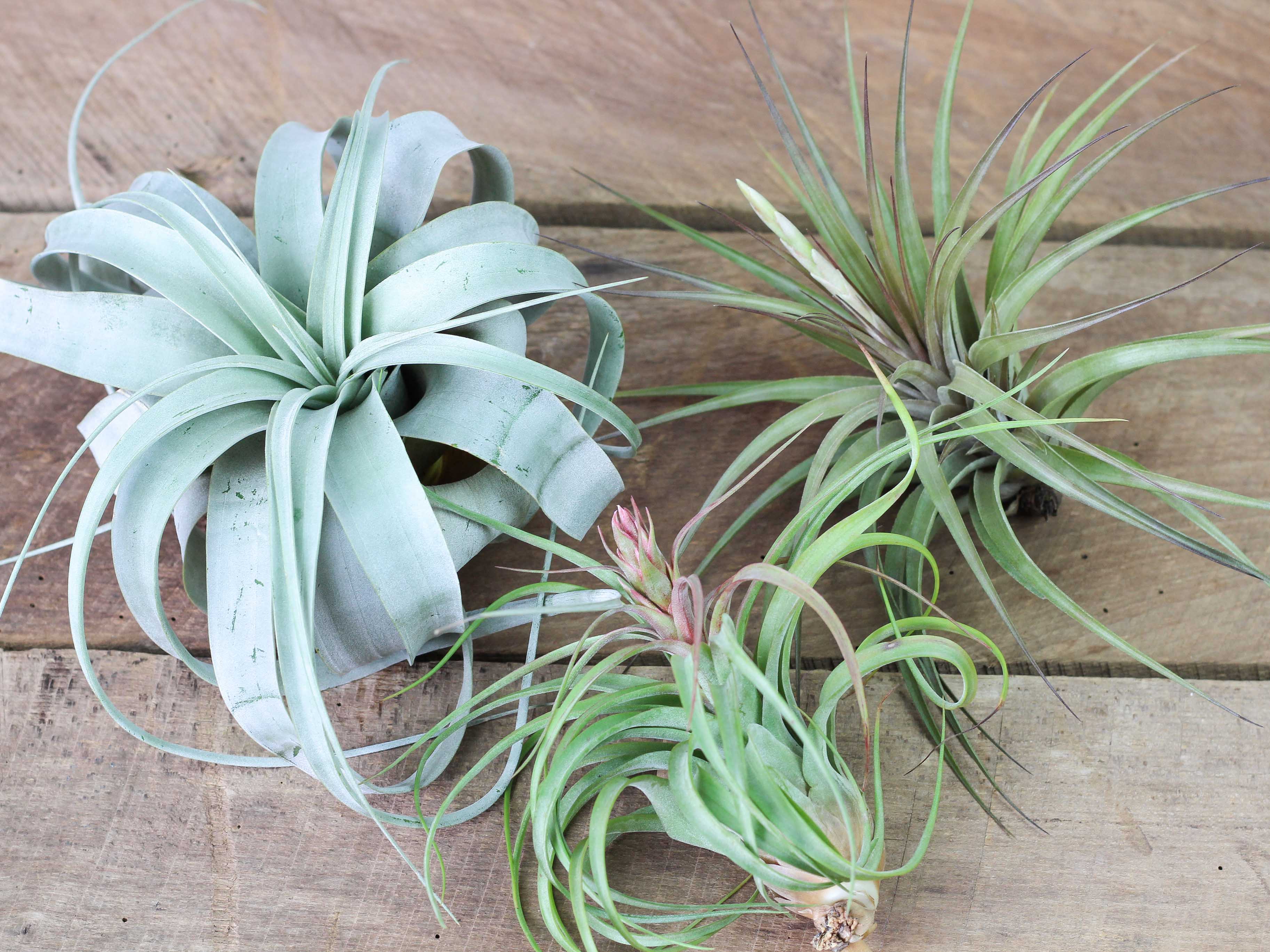 air plants real Premium Trio Tillandsia Air Plant Collection I