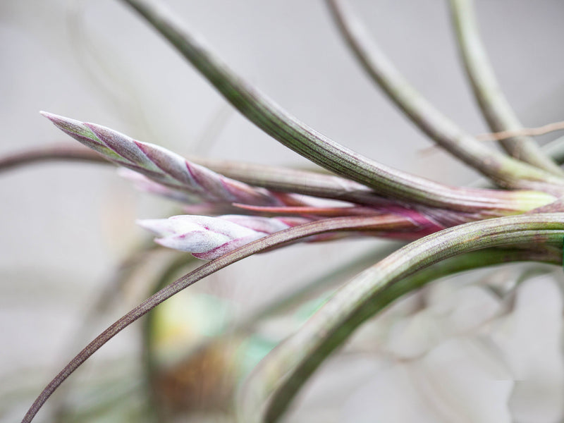 Close up of Bud on a Blooming Tillandsia Baileyi Air Plant