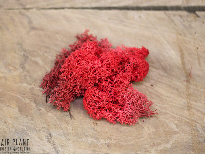 Red Colored Preserved Reindeer Moss