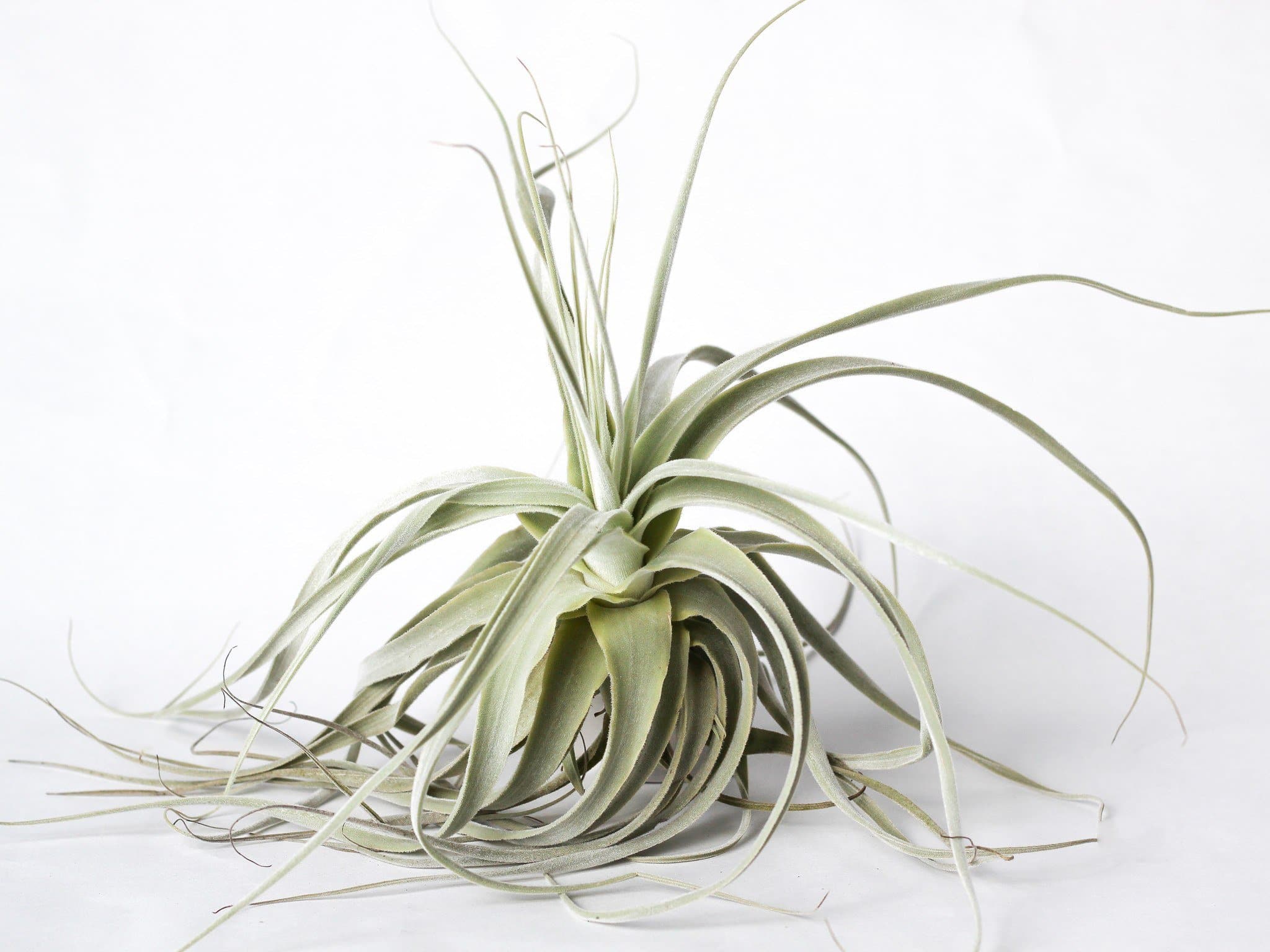air plant that looks like hair Tillandsia Straminea 'Thick Leaf' Air Plant