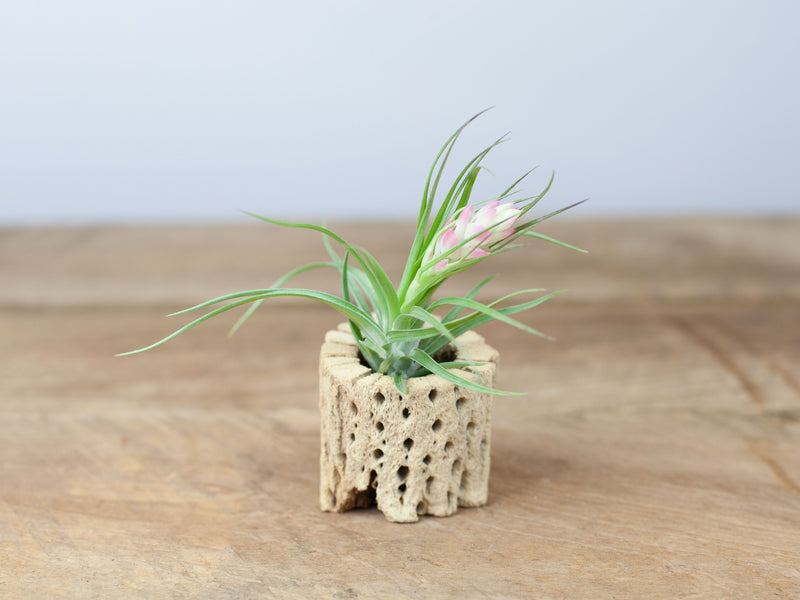 Tillandsia Stricta Air Plant with Pink and White Bloom in a Cholla Cactus Skeleton Container