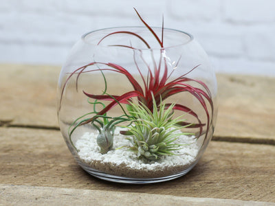 Bubble Bowl Glass Terrarium with White Sand and 3 Assorted Tillandsia Air Plants