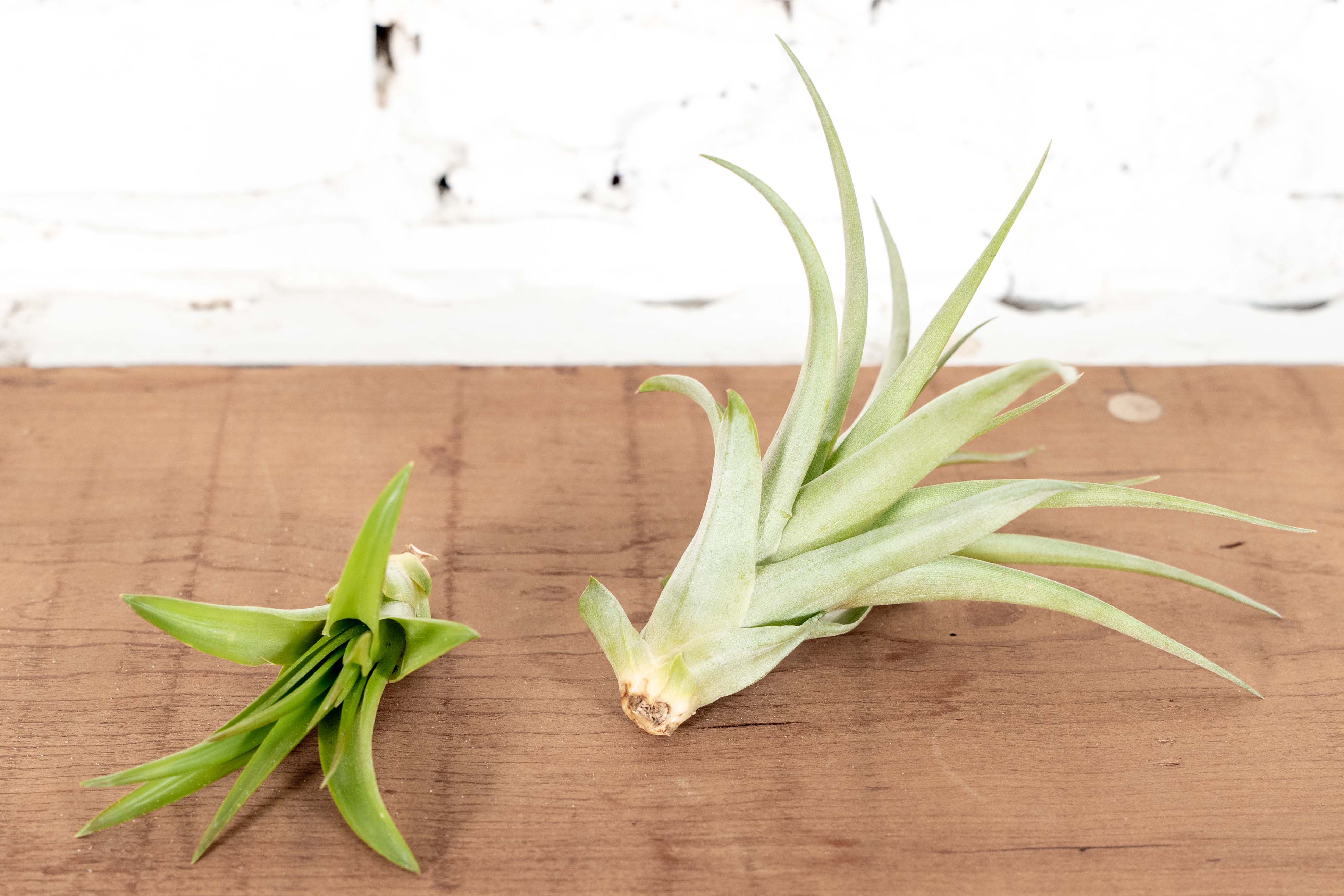 fresh air plants Wholesale: Large Tillandsia Brachycaulos Abdita Air Plants