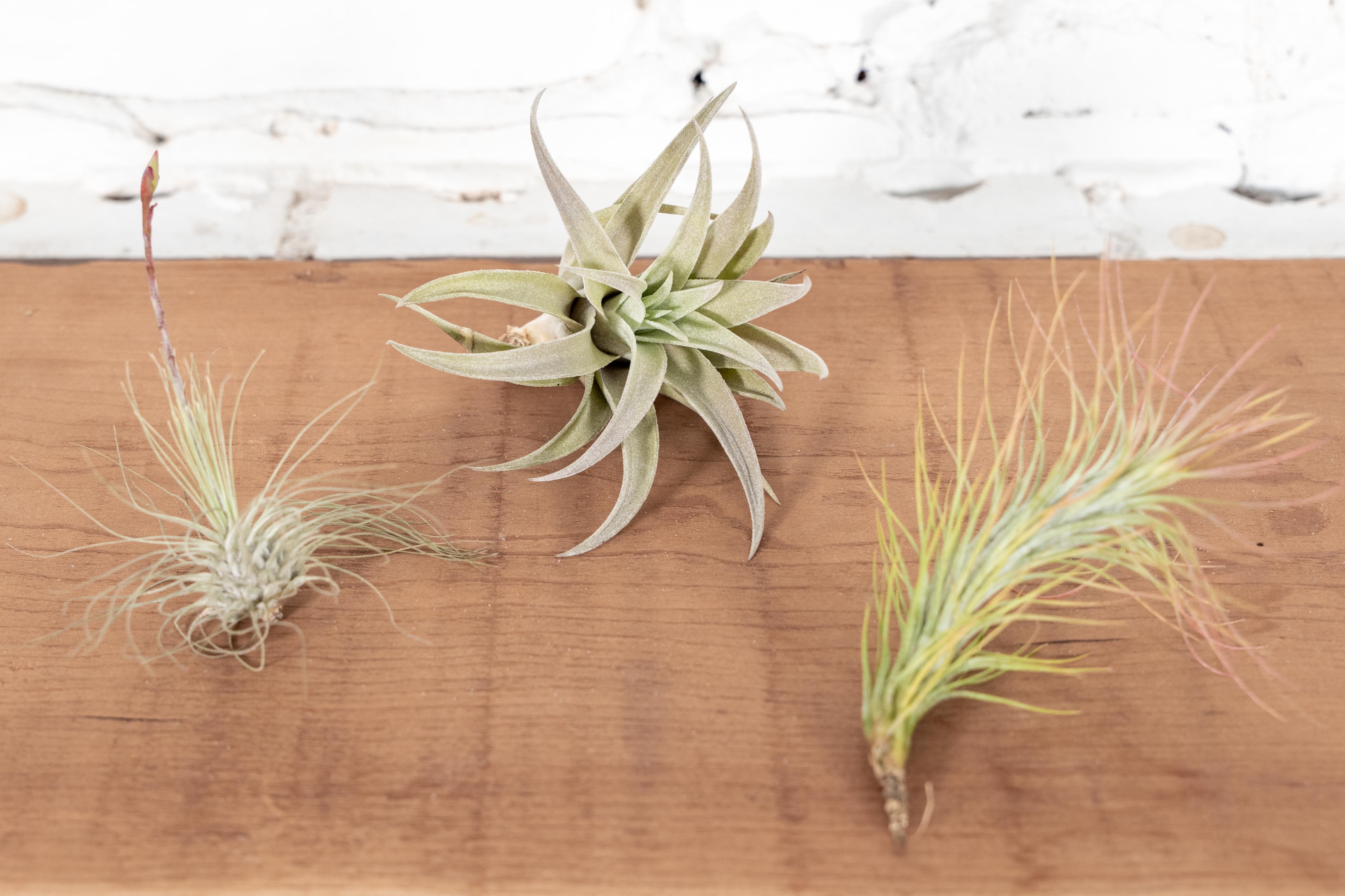air plant trio Tillandsia Air Plant Funky Trio