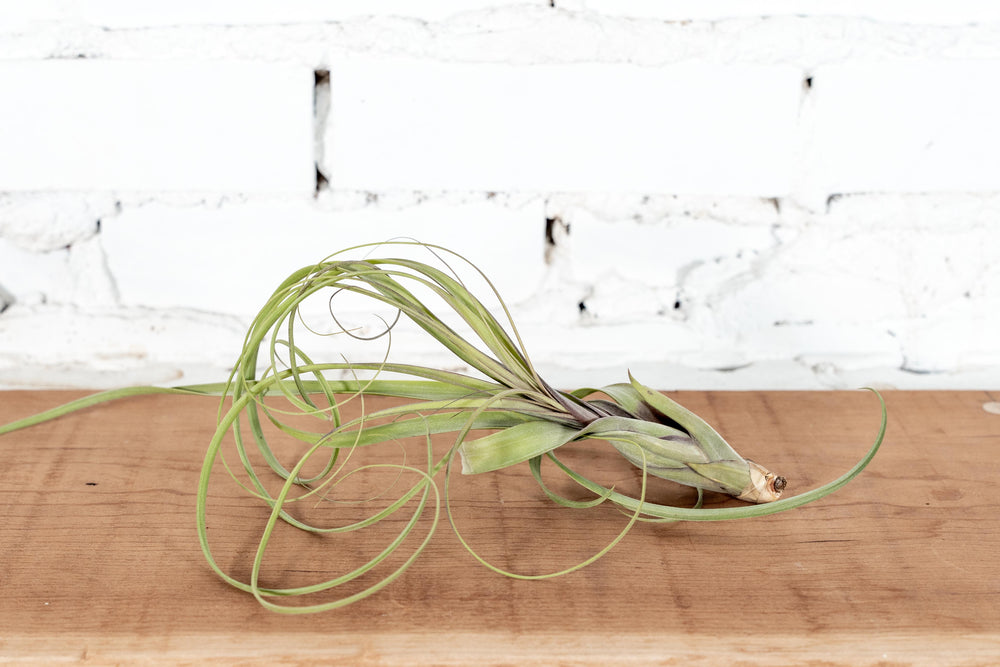 Large Tillandsia Balbisiana Air Plant