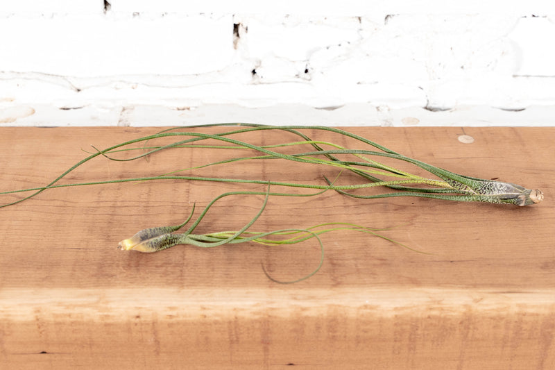 1 Small and 1 Large Tillandsia Butzii Air Plants