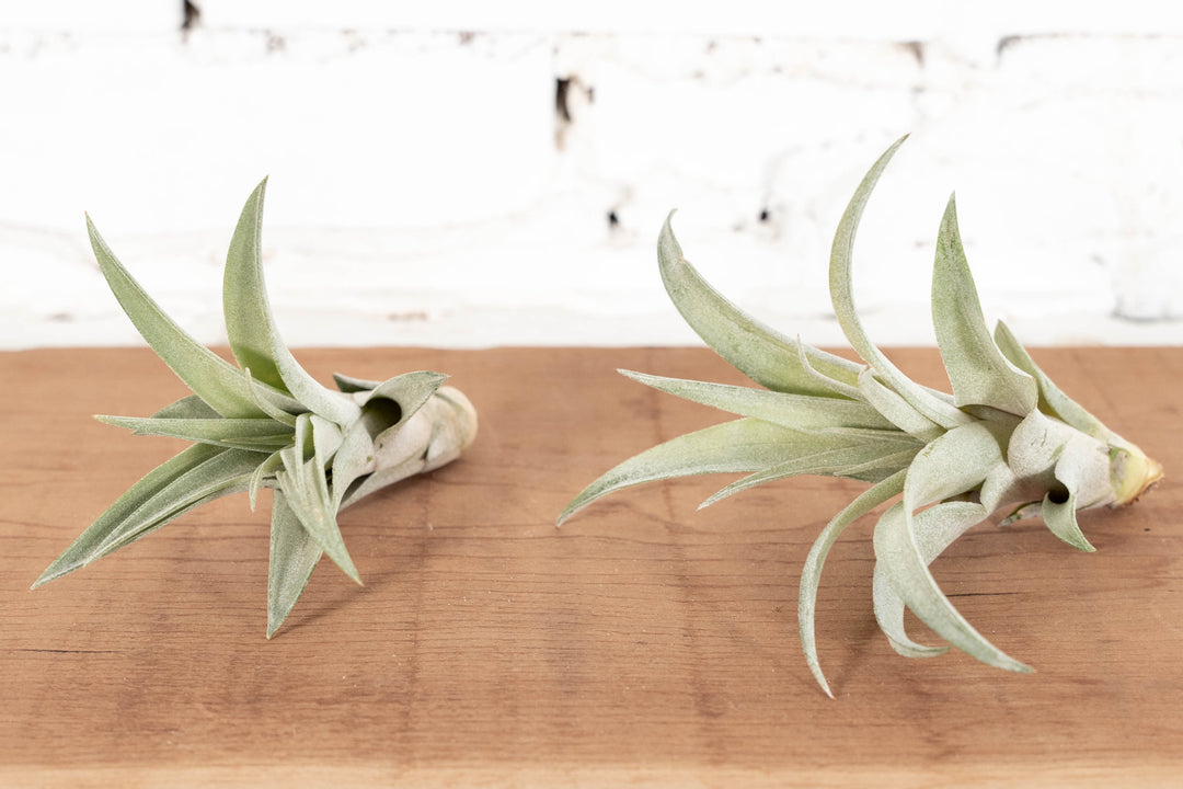 Tillandsia Capitata Peach Air Plant