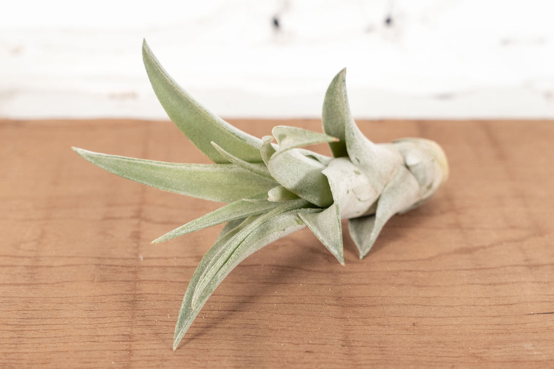 Tillandsia Capitata Peach Air Plant