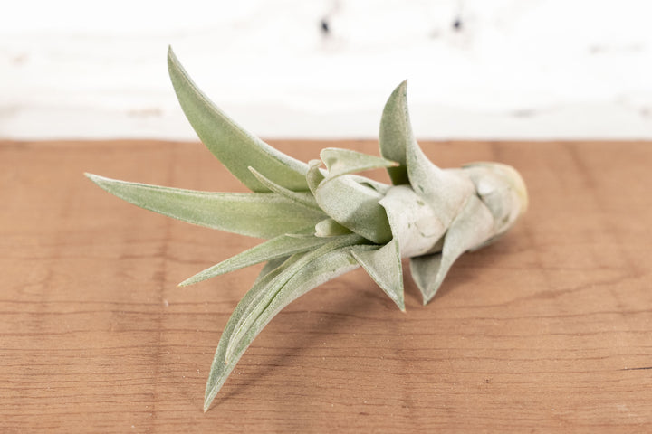 Tillandsia Capitata Peach Air Plant