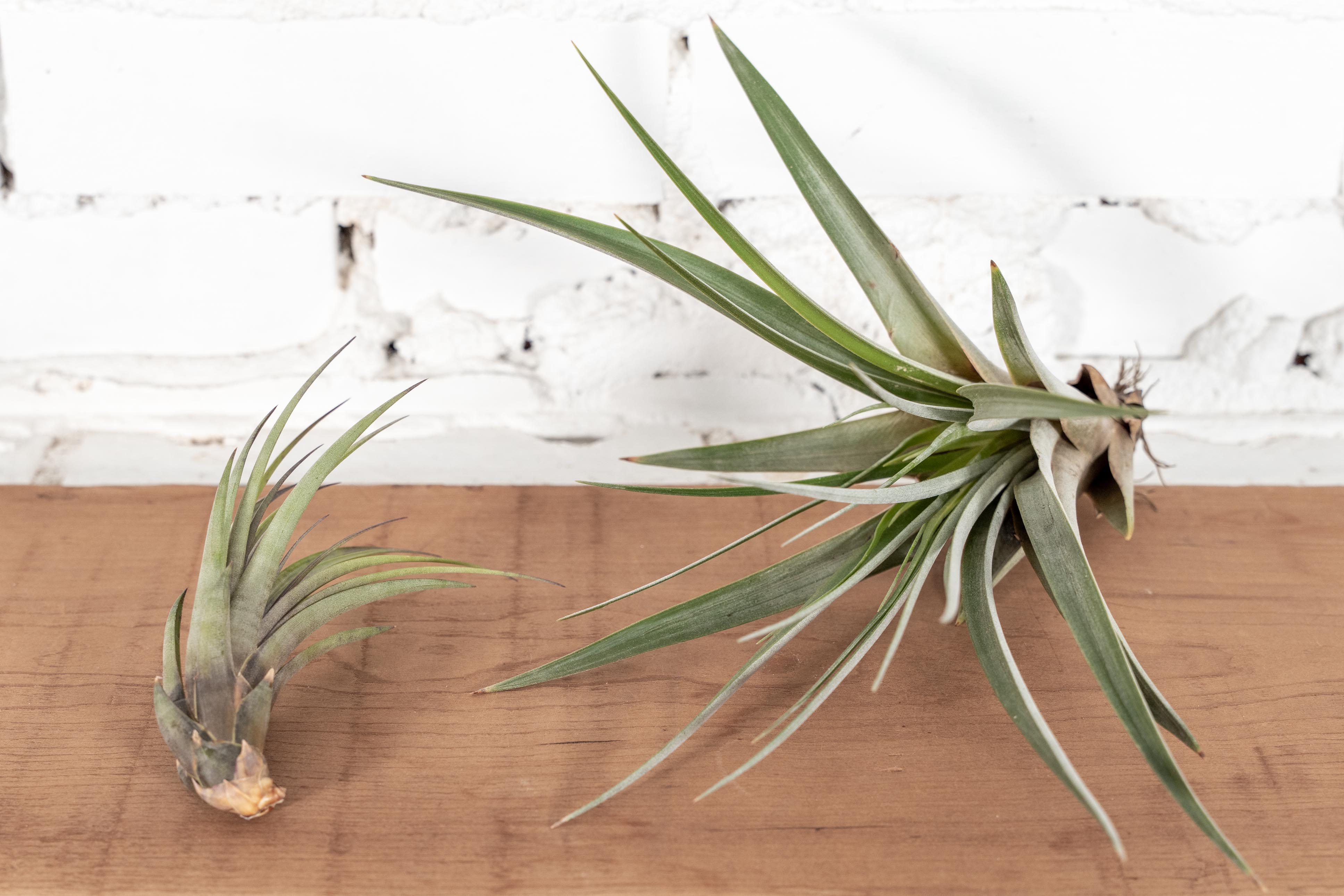 tricolor air plant Tillandsia Fasciculata Tricolor 'Golden Torch' Air Plants, Regular / Single Plant