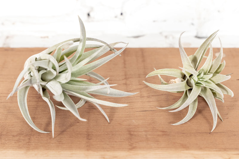 1 Small and 1 Large Tillandsia Harrisii Air Plants