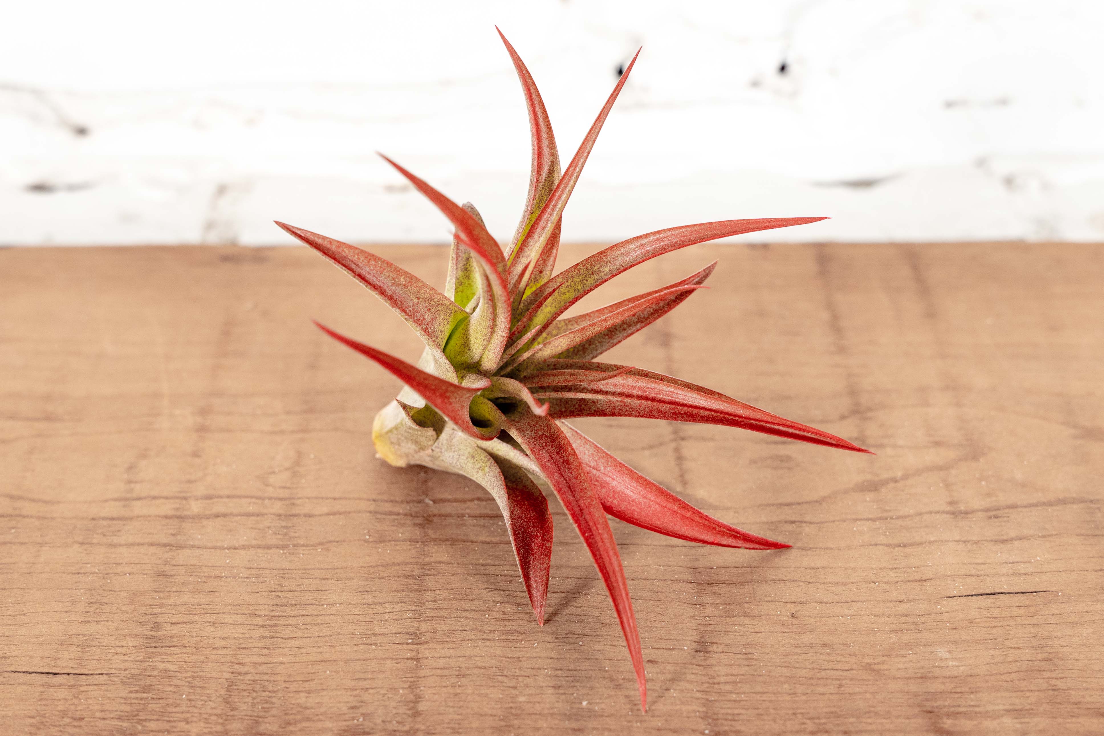 Vibrant Tillandsia Red Abdita Brachycaulos Air Plants – Air Plant