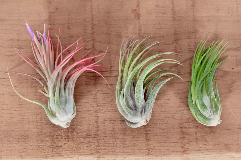 3 Tillandsia Ionantha Scaposa Air Plants in Various Stages of the Bloom Cycle