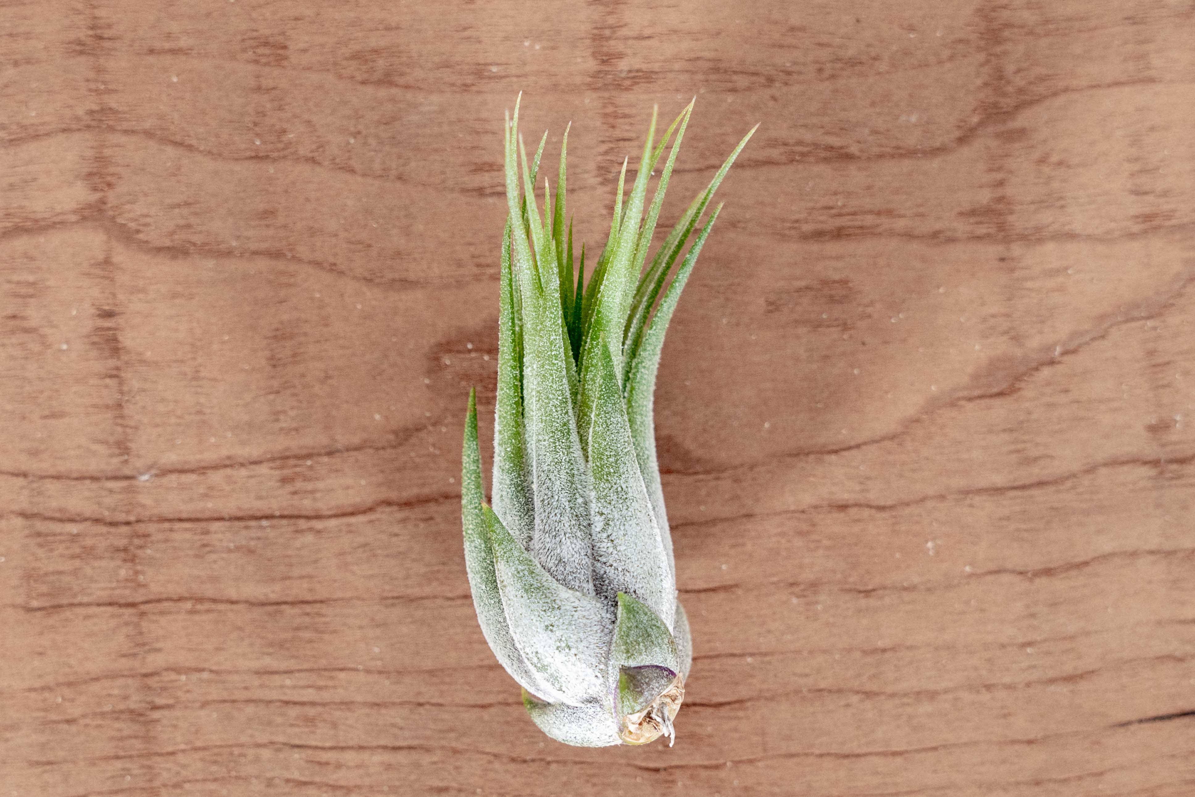 scaposa air plant Large Tillandsia Ionantha Scaposa