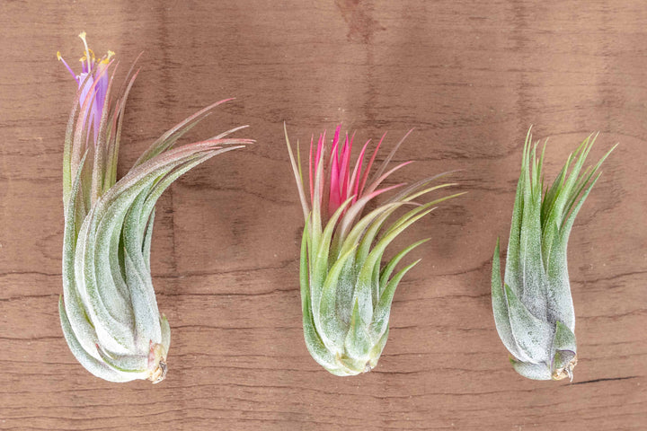 Tillandsia Ionantha Scaposa Air Plants in Various Stages of the Bloom Cycle