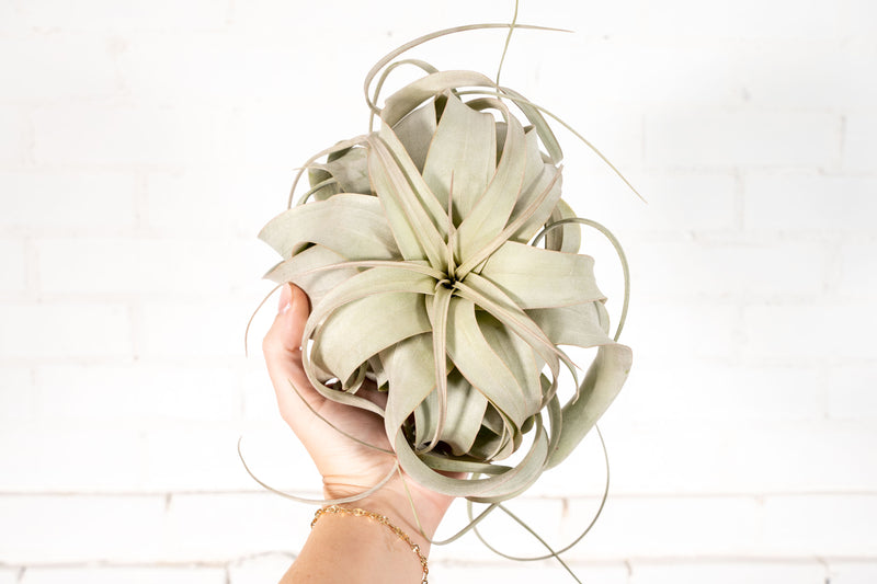 Overstock Special: 3 Large T. Xerographica for $30
