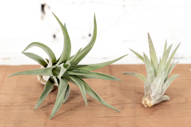 1 Large and 1 Small Tillandsia Velutina Air Plant