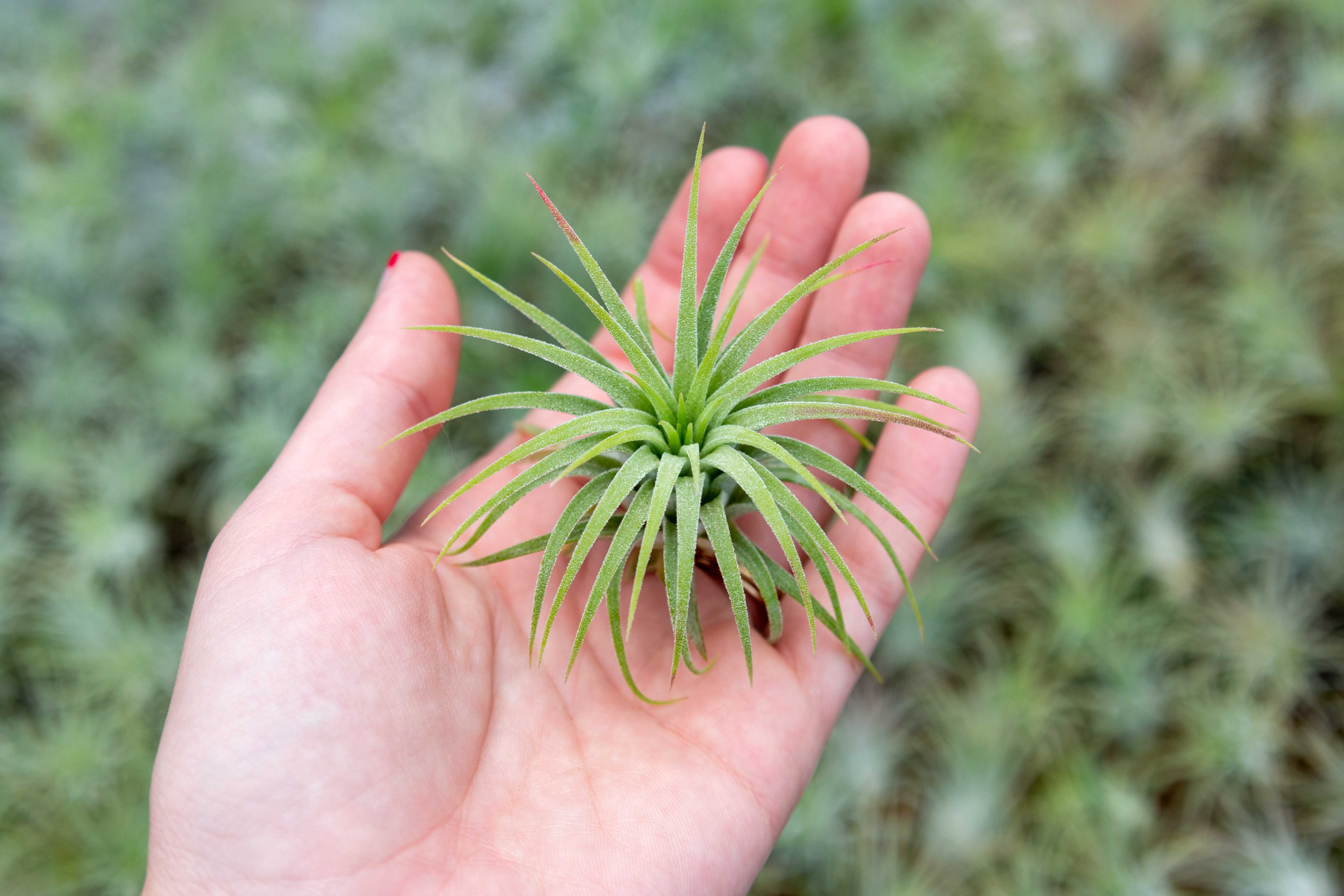 tillandsia ionantha air plant Wholesale: Tillandsia Ionantha Guatamala Air Plants