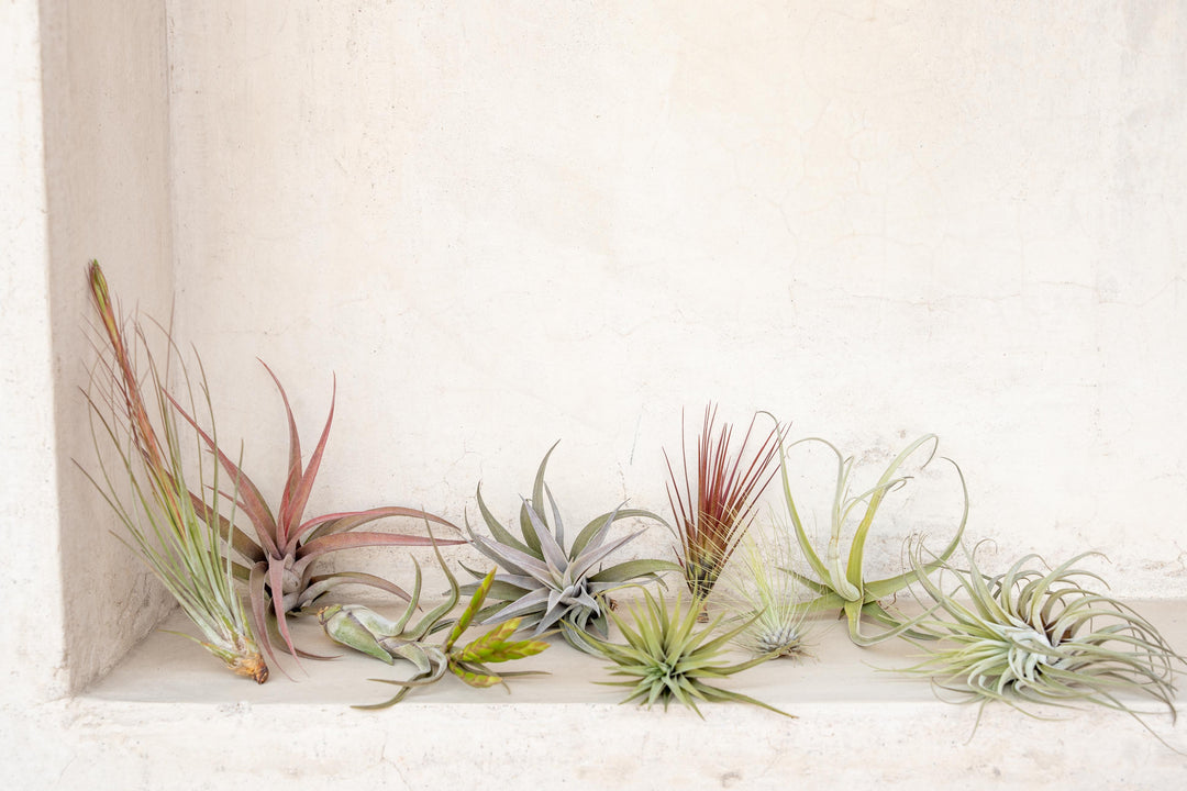 Assorted Premium Tillandsia Air Plants