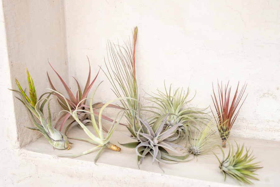 Assorted Premium Tillandsia Air Plants