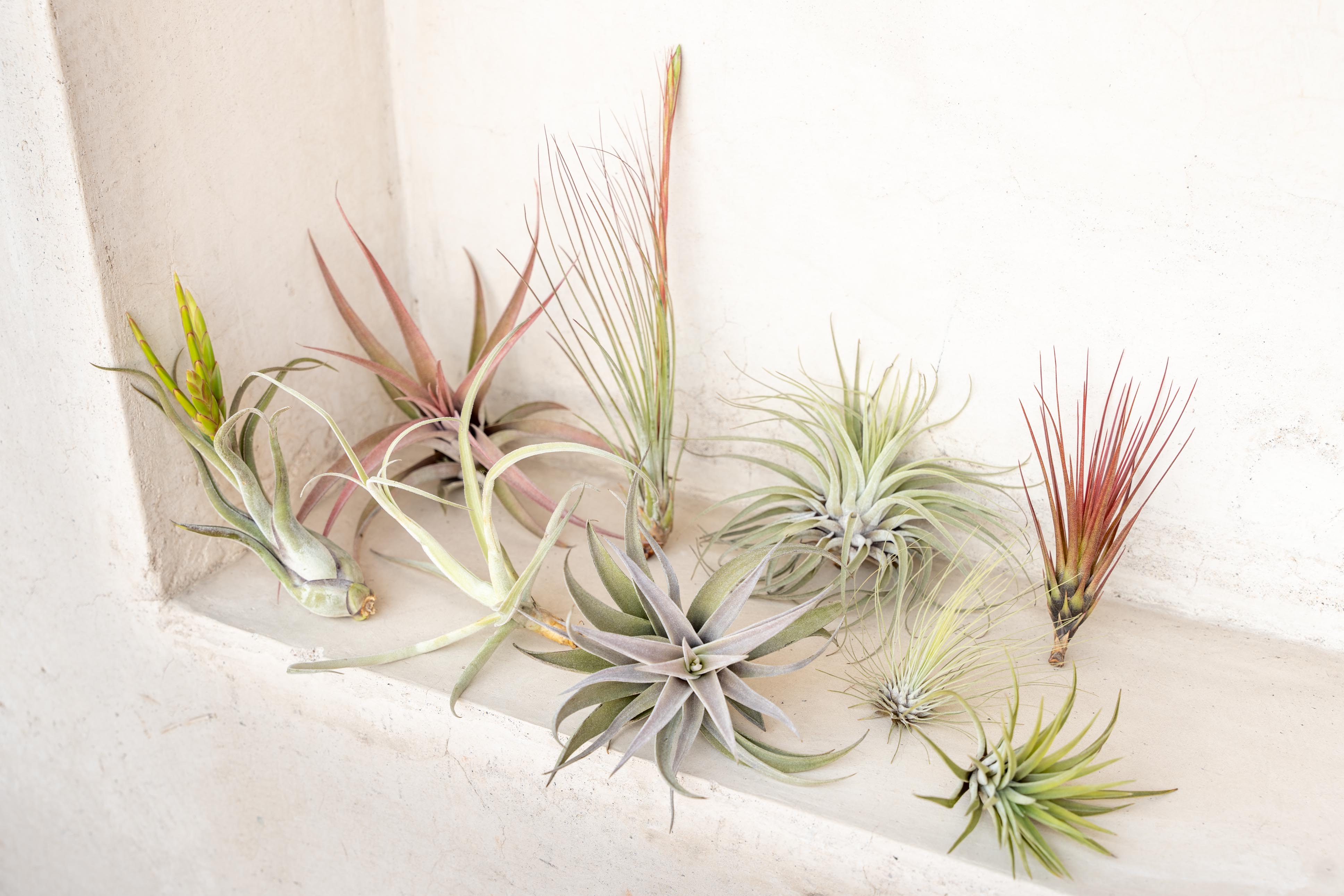 selling air plants Premium Tillandsia Air Plant Kit of 10 or 20 Assorted Tillandsias