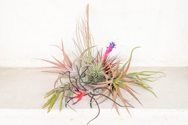 Assorted Blushing and Blooming Tillandsia Air Plants