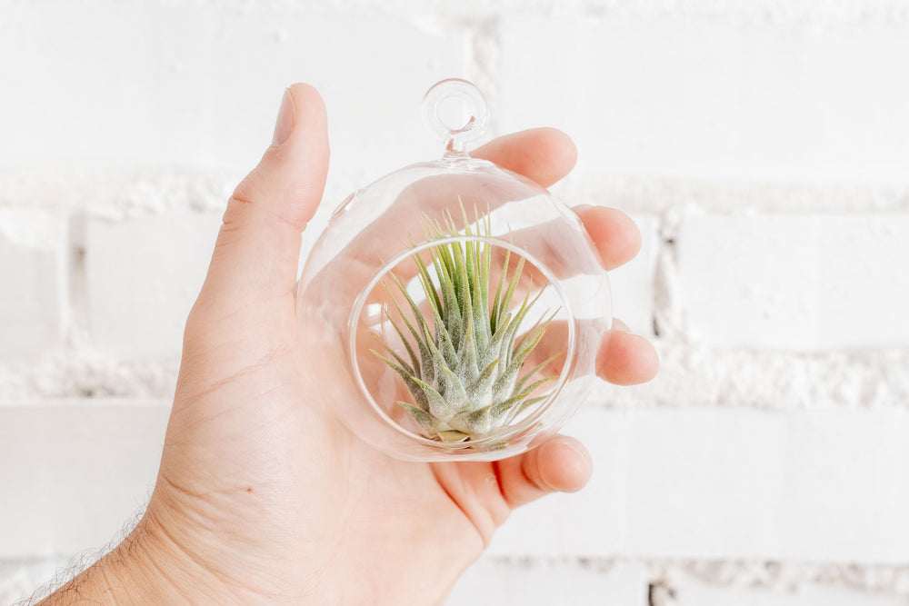 Hand Holding Mini Flat Bottom Glass Globe Terrarium with Tillandsia Ionantha Guatemala Air Plant