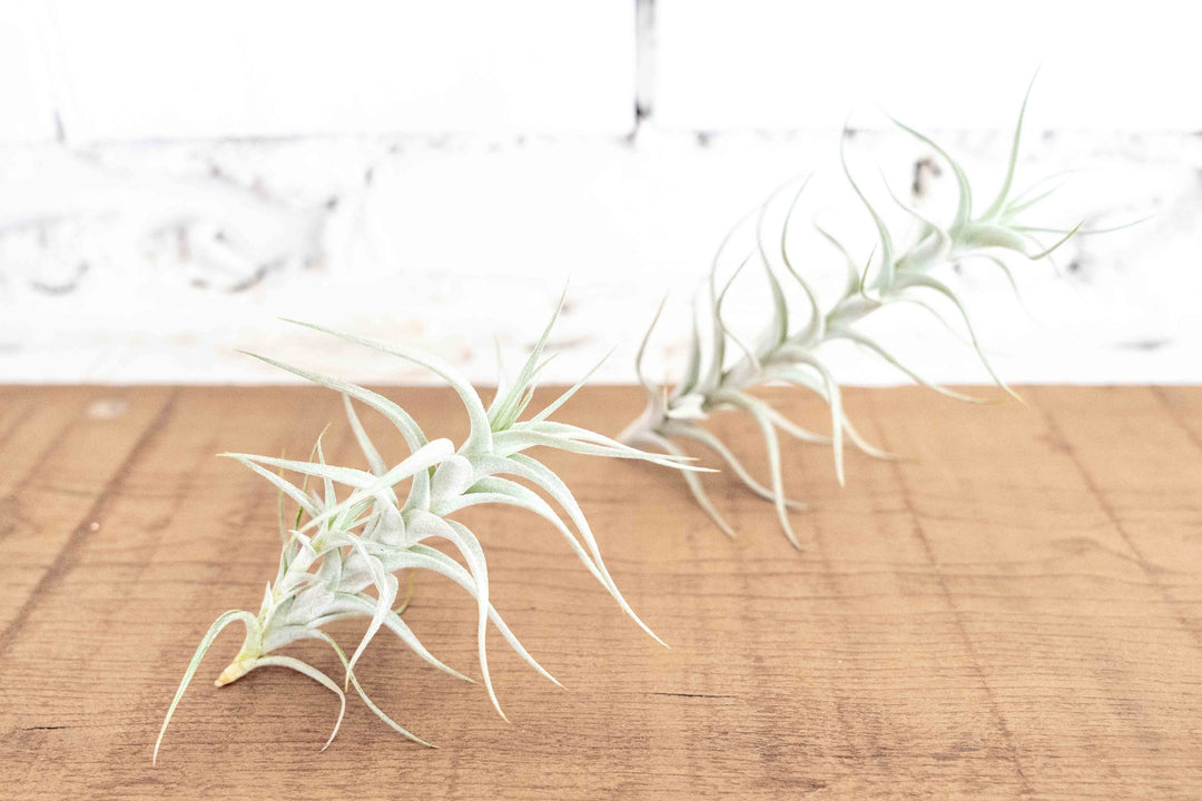 Tillandsia Albida Minor Air Plant