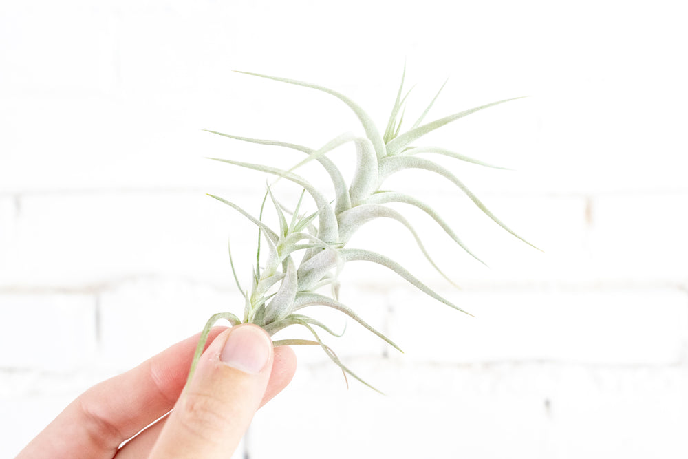 Tillandsia Albida Minor Air Plant