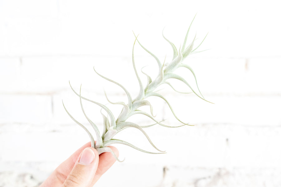 Tillandsia Albida Minor Air Plant