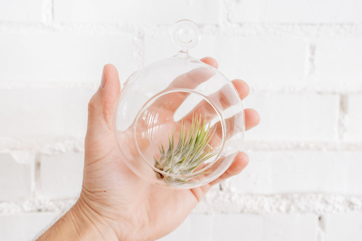 Hand Holding Round Bottom Glass Globe Terrrarium with Tillandsia Ionantha Guatemala Air Plant