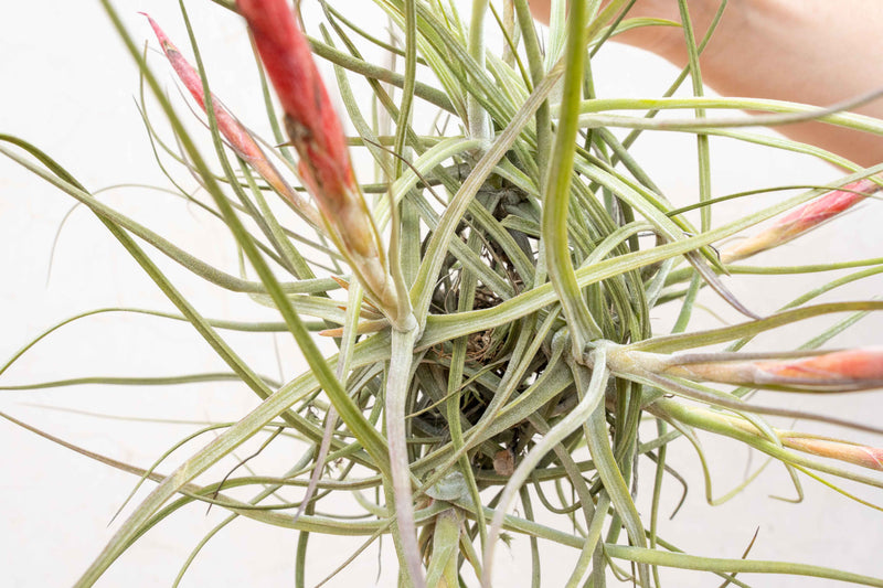 Tillandsia Schiedeana Clump Air Plant (Blooming Available)