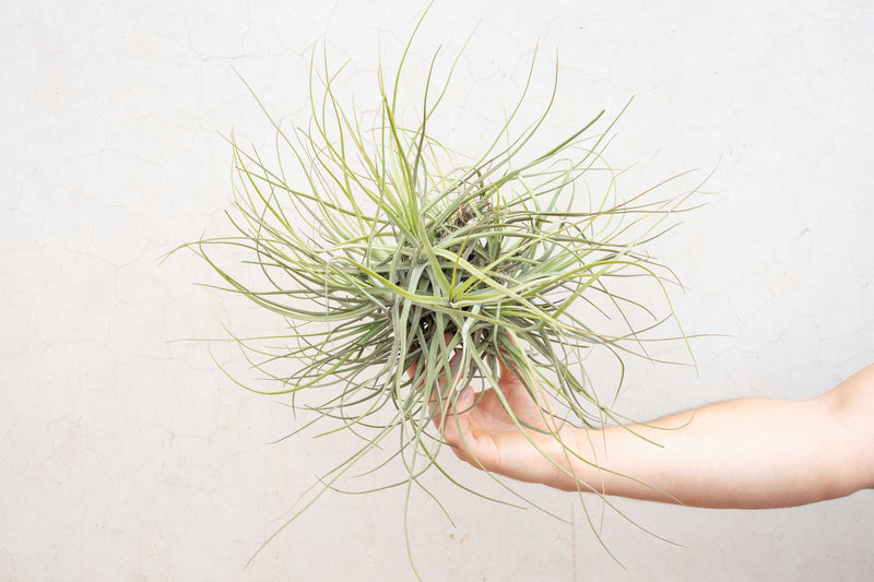 Tillandsia Schiedeana Clump Air Plant (Blooming Available)
