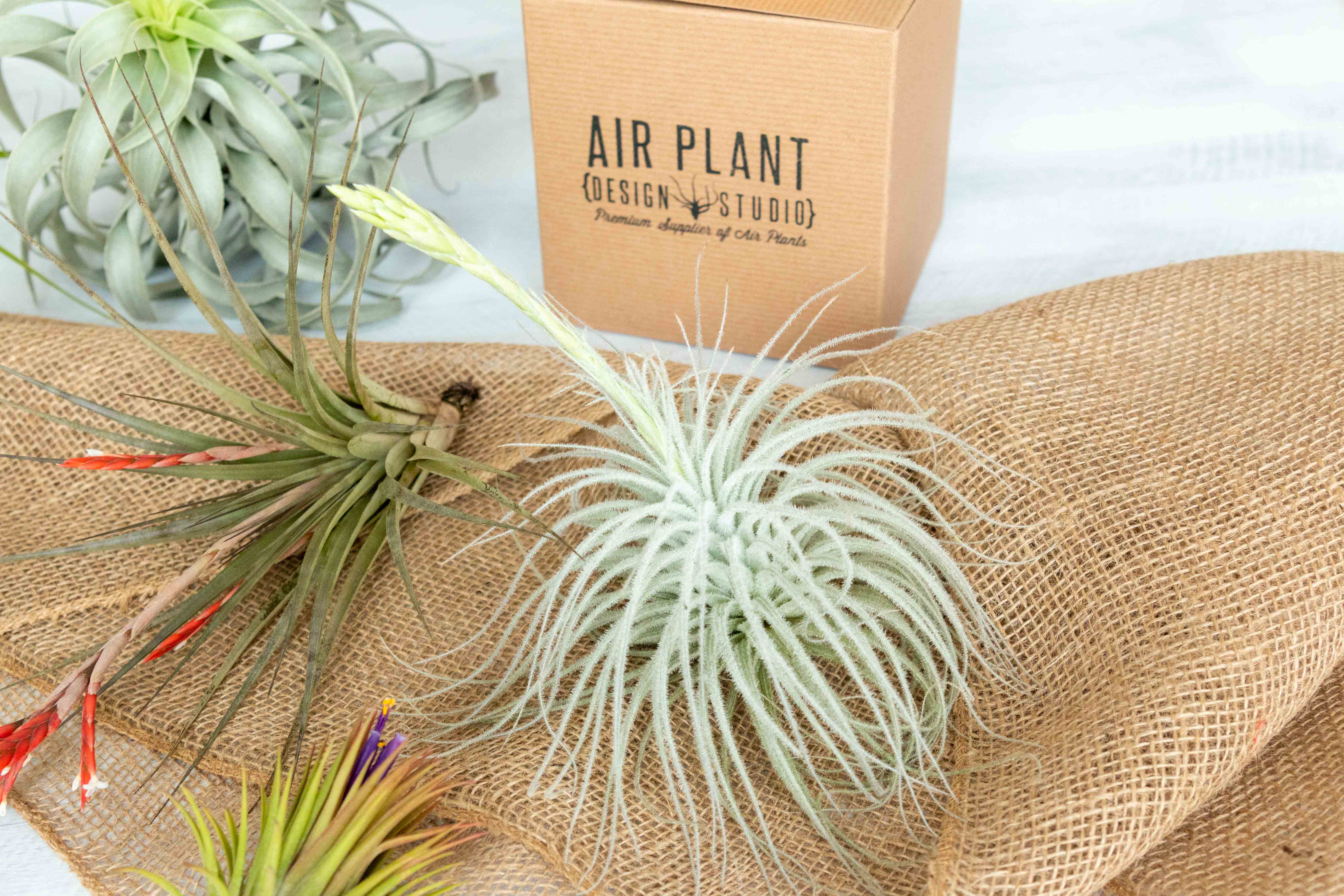 how to package air plants for shipping Air Plant Club - 3 Month Gift Subscription