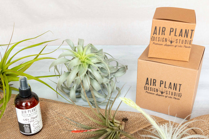 Assorted Tillandsia Air Plants, Ready-to-Use Fertilizer and Gift Boxes