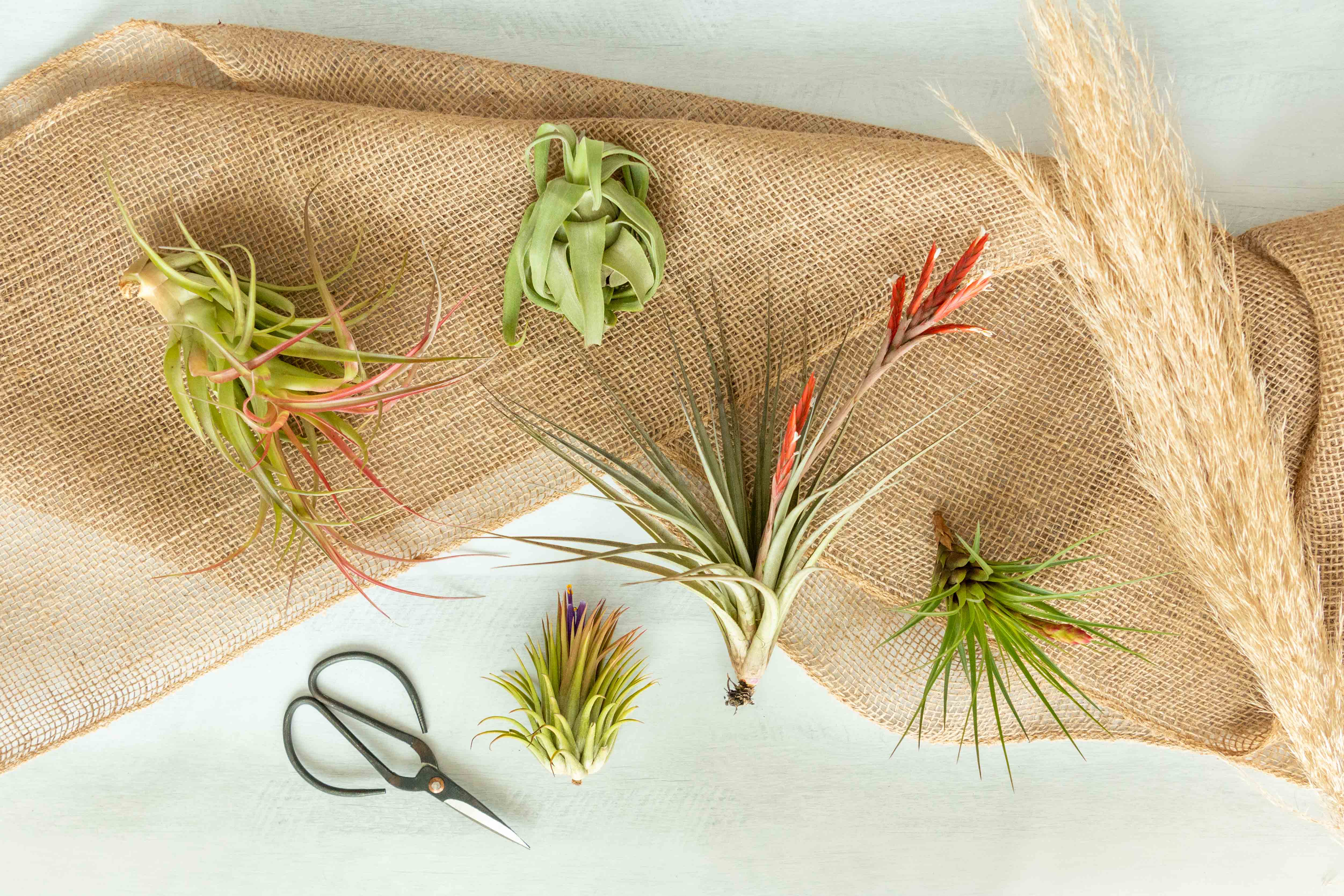 air plant club Air Plant Club - 6 Month Gift Subscription