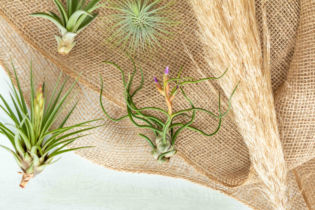 Assorted Tillandsia Air Plants