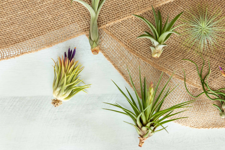Assorted Tillandsia Air Plants