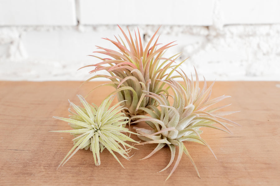3 Tillandsia Ionantha Rubra Air Plants