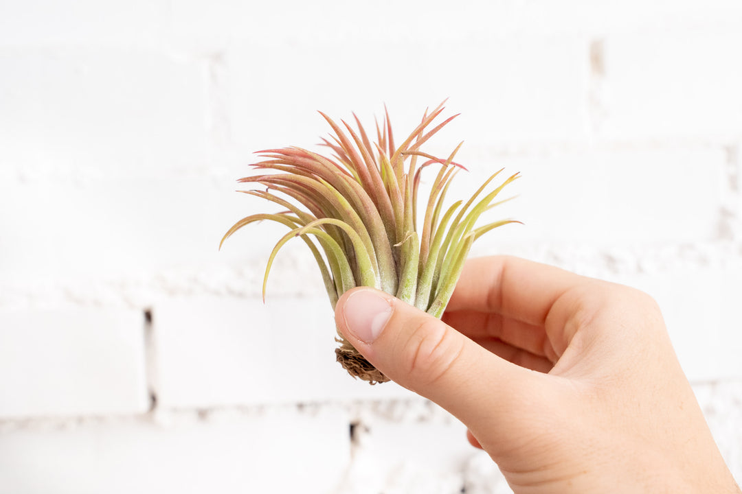 Hand Holding a Blushing Tillandsia Ionantha Rubra Air Plants