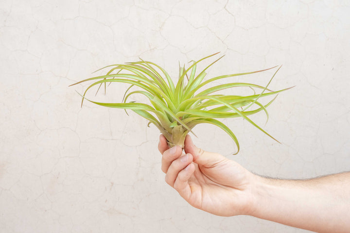 Wholesale: Extra Large Tillandsia Brachycaulos Abdita Air Plants | 7-9 Inch Plants