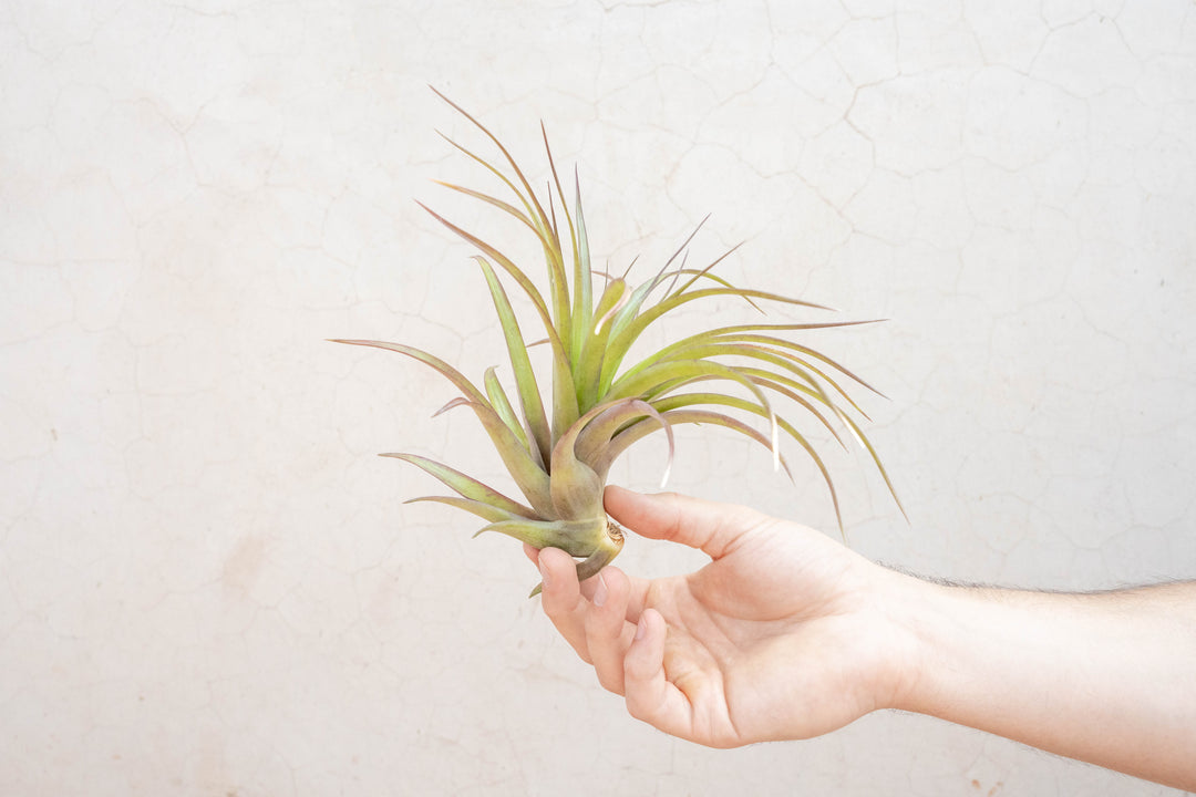 Tillandsia Abdita Brachycaulos Air Plant