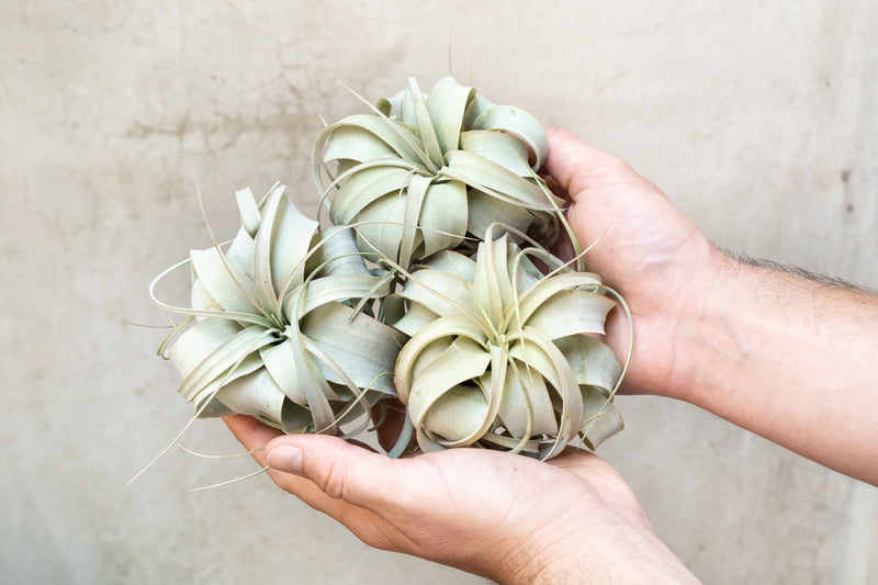 Wholesale: Tillandsia Xerographica Seedling Air Plant  | 2-3 Inch Plants