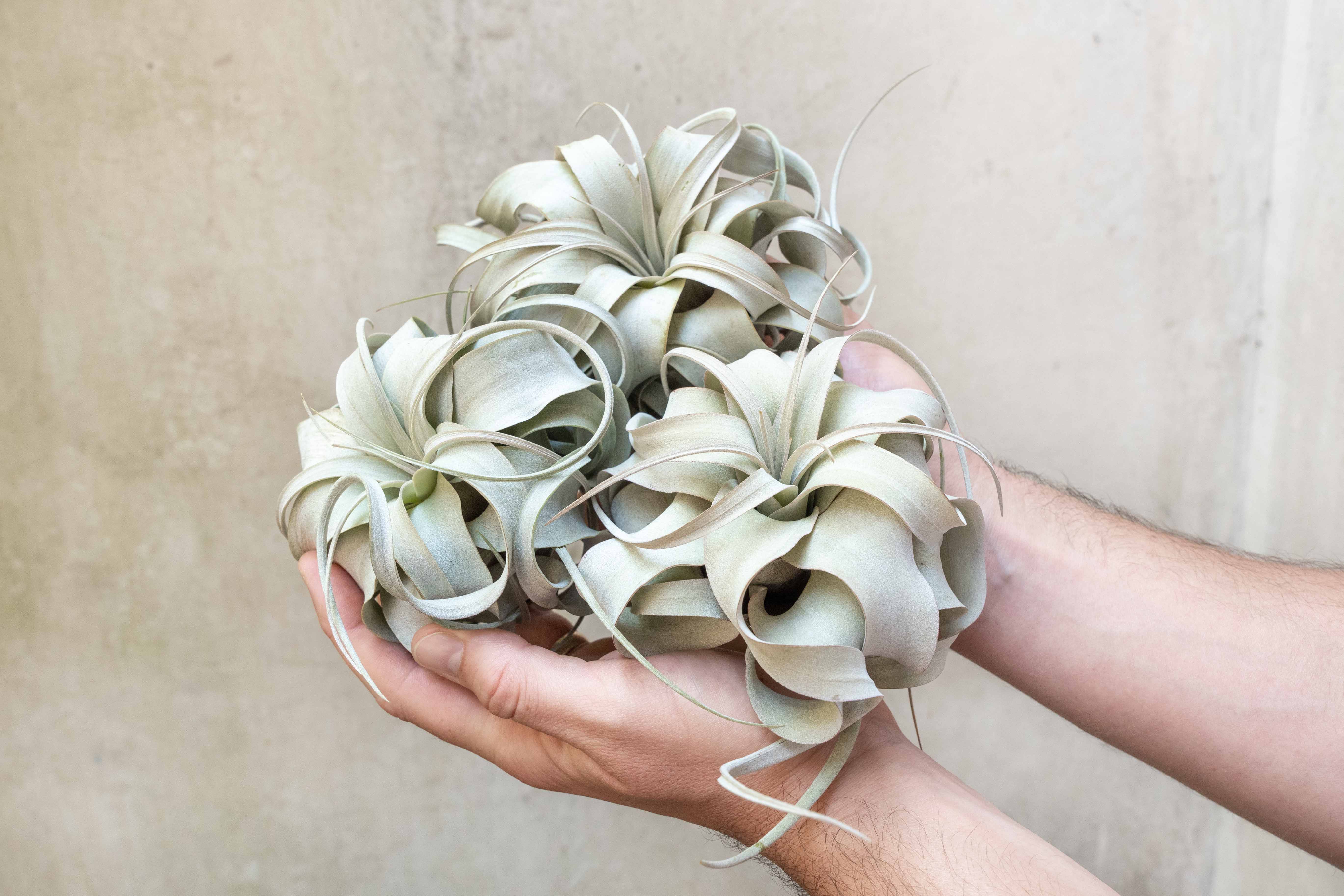 xerographica air plant holder Wholesale Small Tillandsia Xerographica Air Plants – Air Plant Design Studio