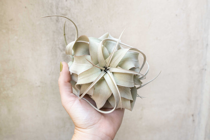 Wholesale: Small Tillandsia Xerographica Air Plants | 3-5 Inch Plants