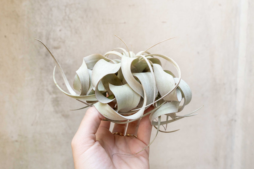 Wholesale: Small Tillandsia Xerographica Air Plants | 3-5 Inch Plants