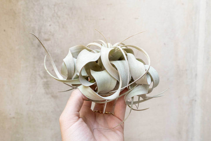 Wholesale: Small Tillandsia Xerographica Air Plants | 3-5 Inch Plants