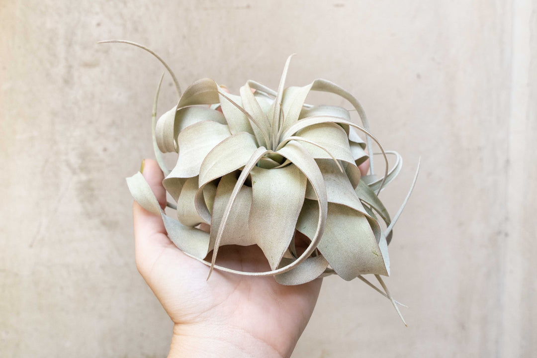 Wholesale: Small Tillandsia Xerographica Air Plants | 3-5 Inch Plants