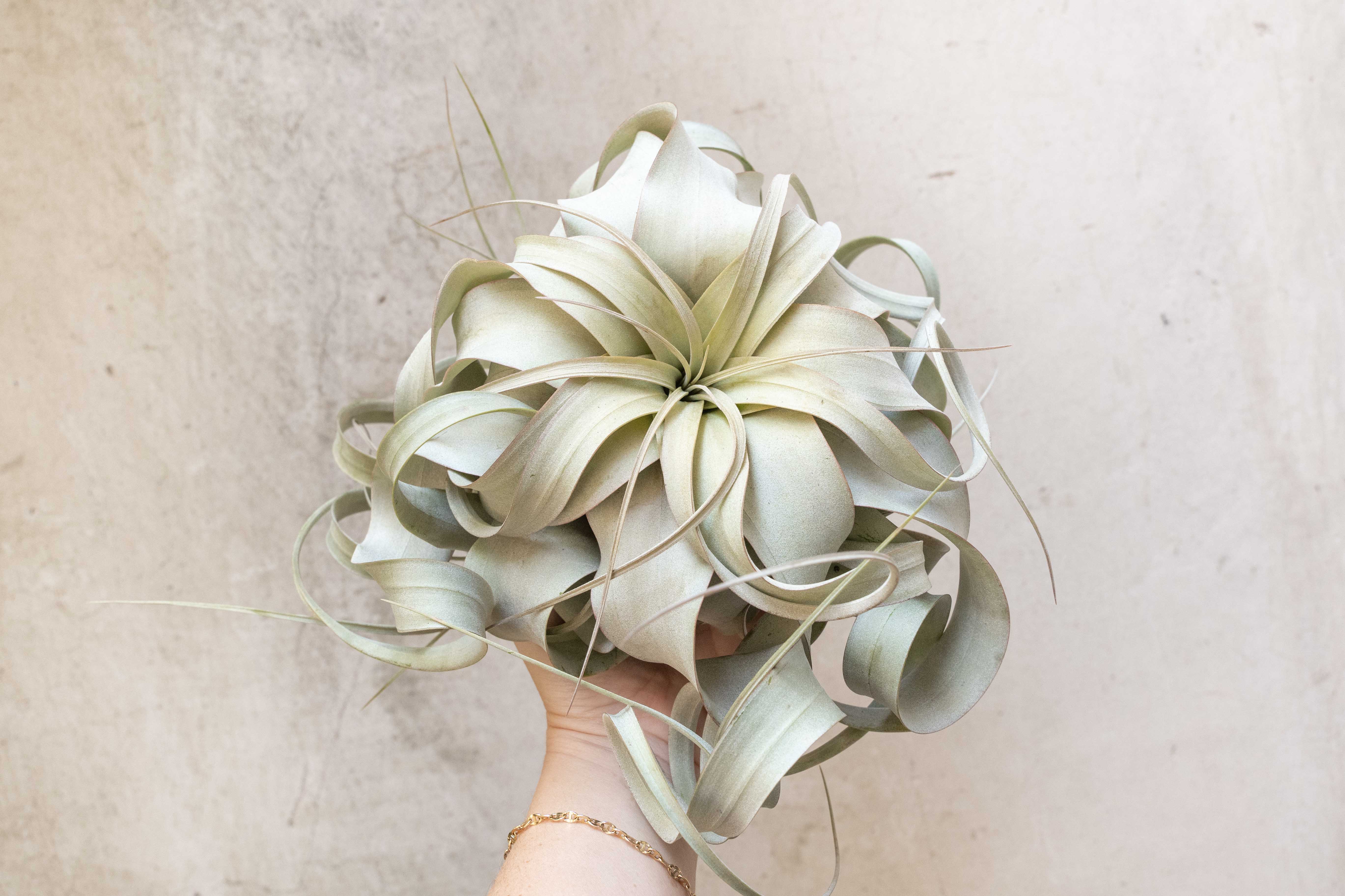 extra large air plants Jumbo Tillandsia Xerographica Air Plants – Air Plant Design Studio